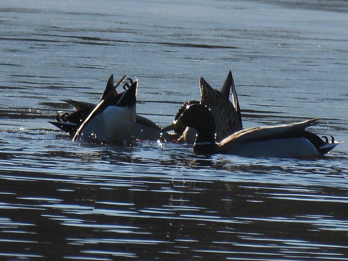 Mallard - ML647161947