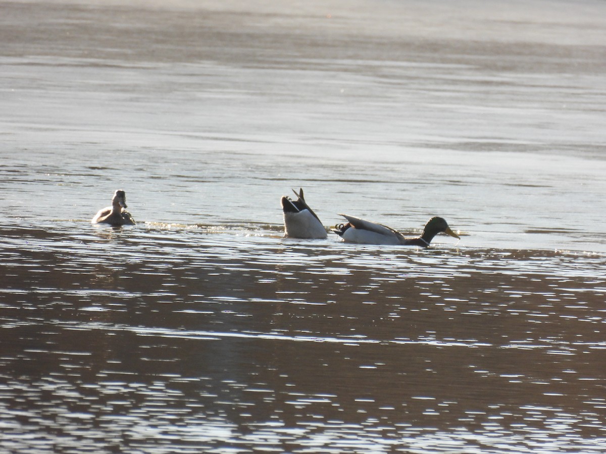 Mallard - ML647161948