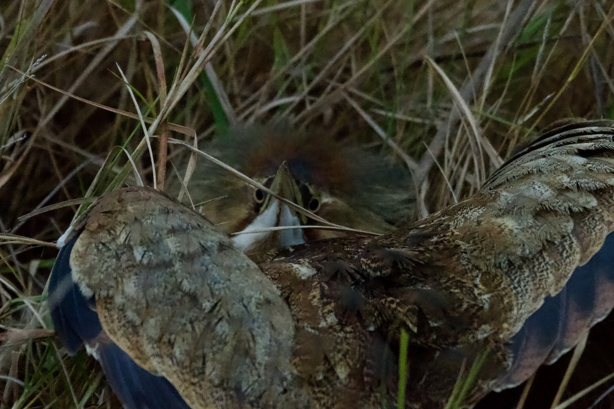 American Bittern - ML647161949