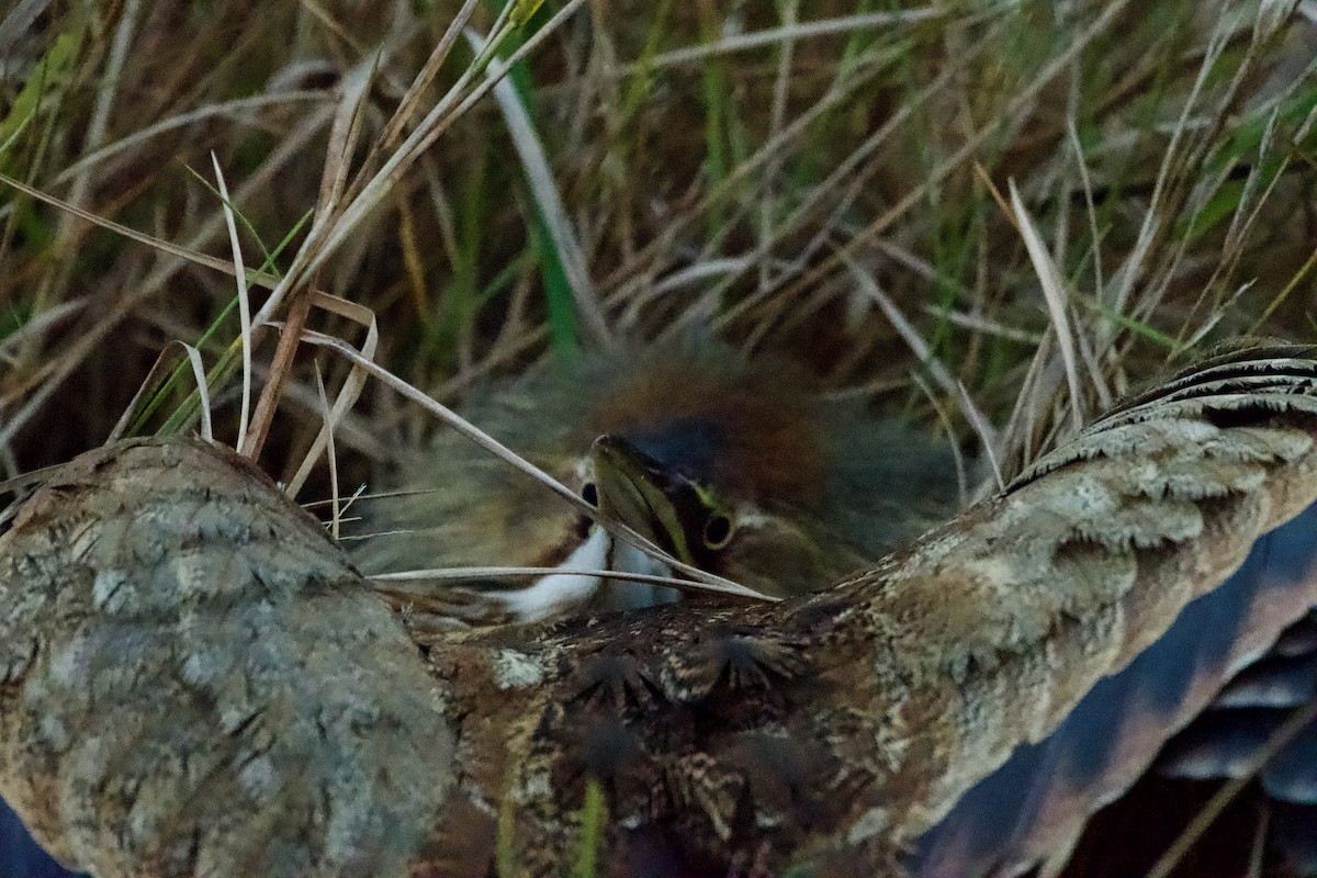 American Bittern - ML647161954