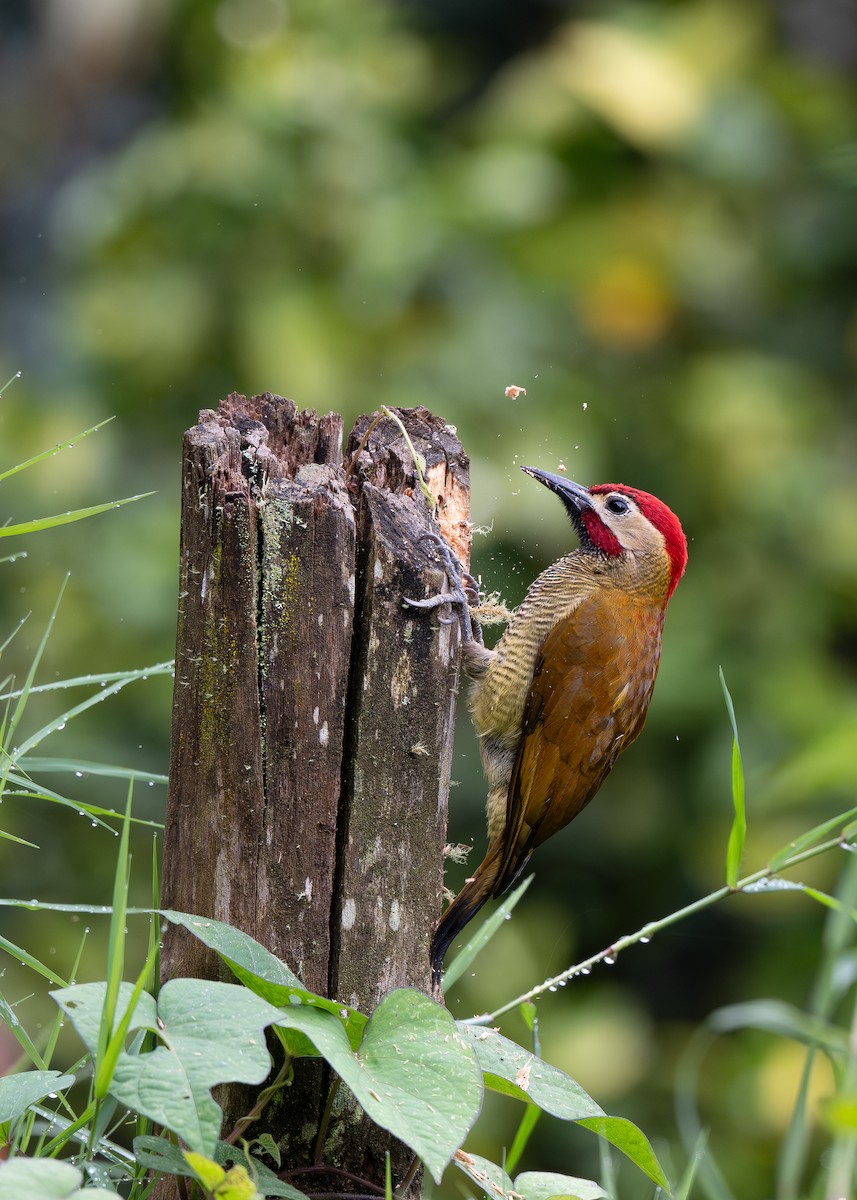 Golden-olive Woodpecker (Golden-olive) - ML647161956