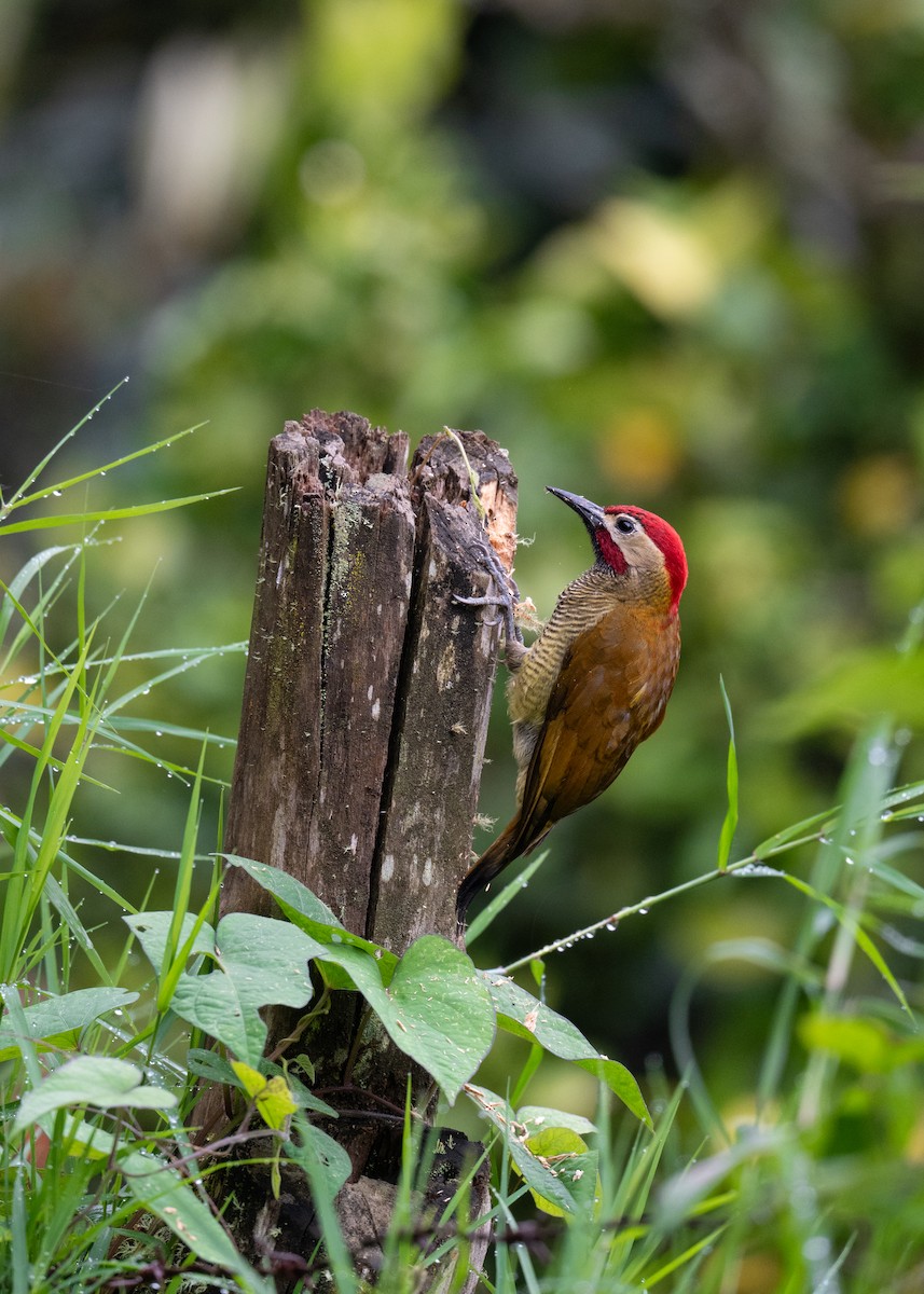 Golden-olive Woodpecker (Golden-olive) - ML647161957