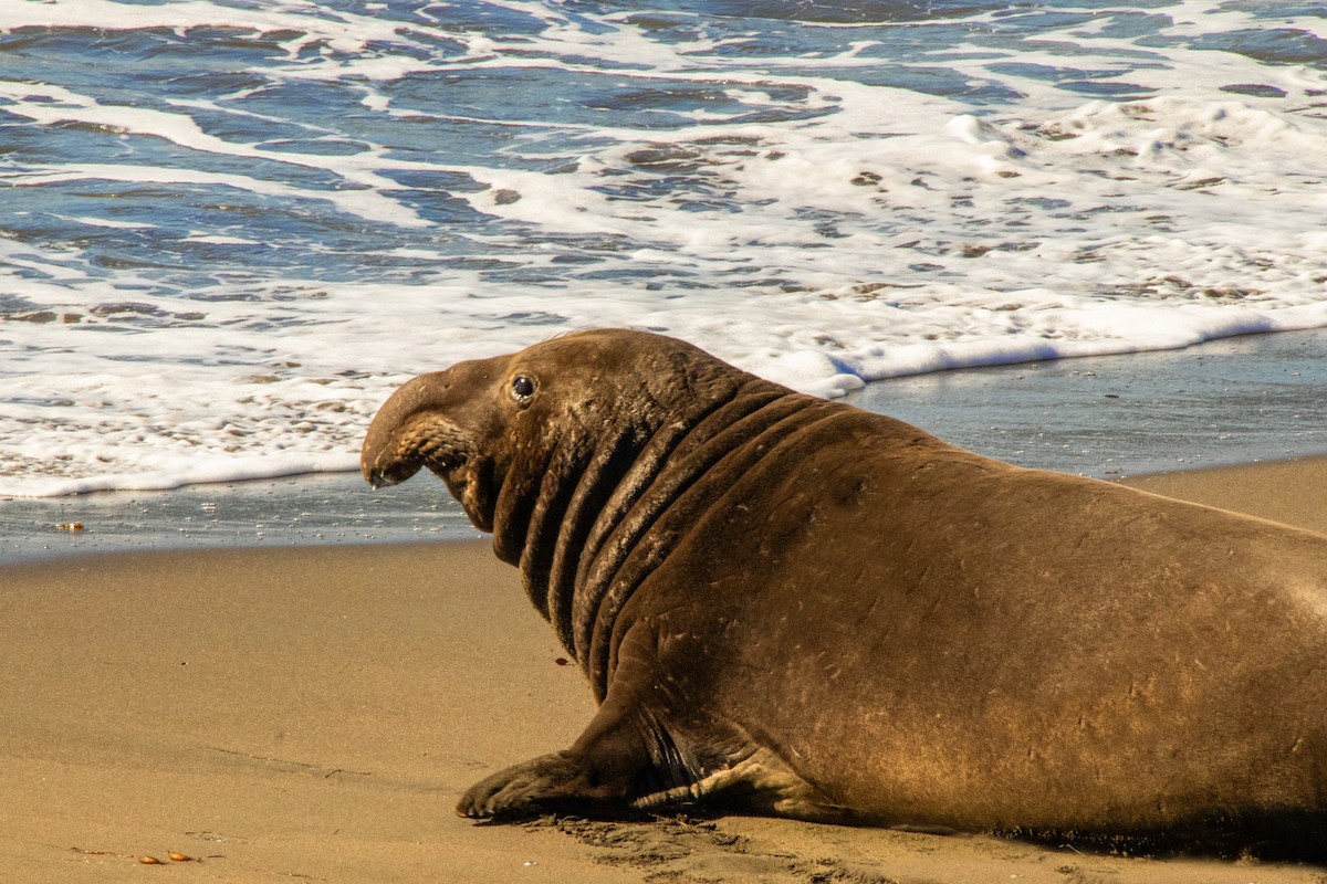 Elephant Seals - ML647161967