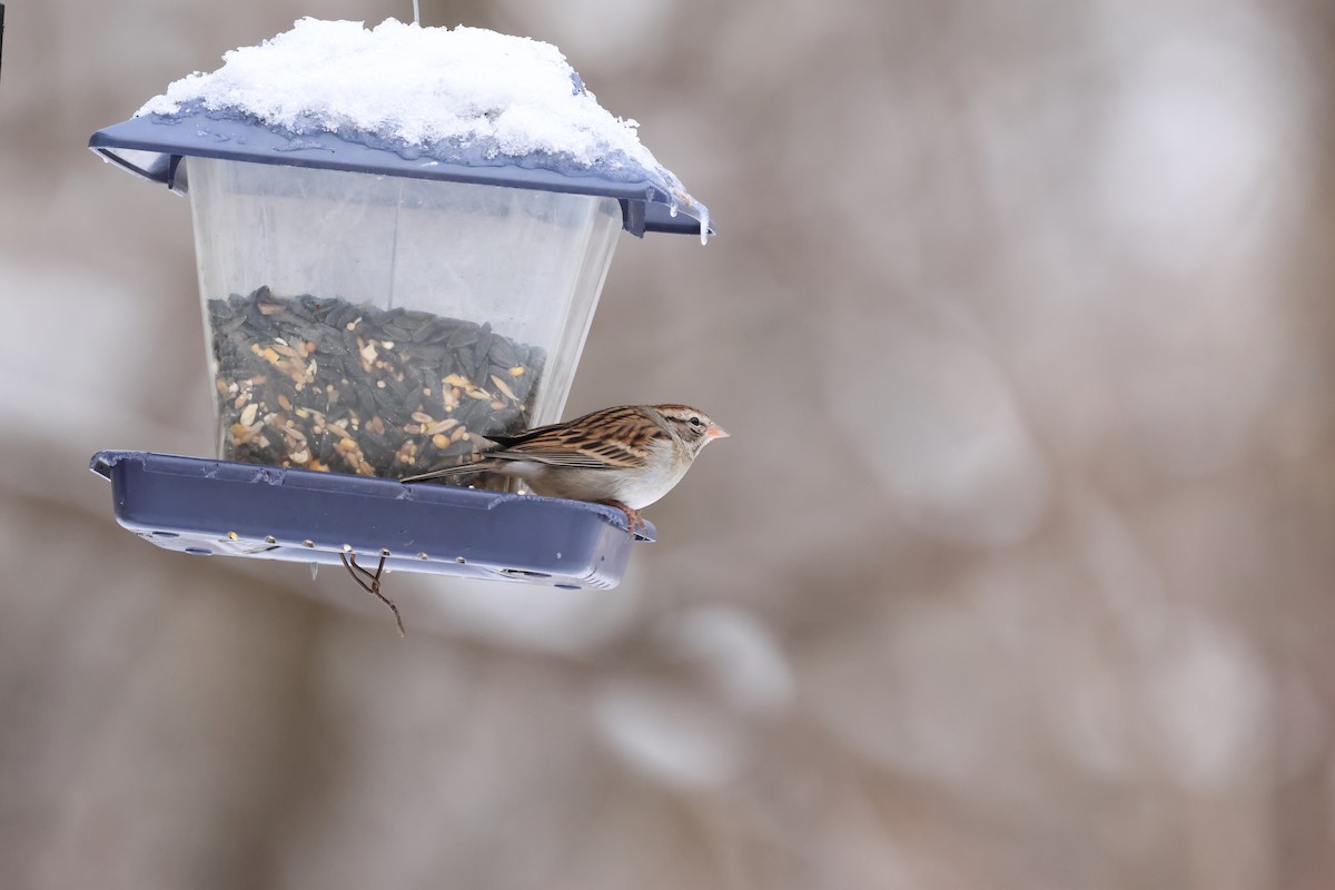 Chipping Sparrow - ML647161975