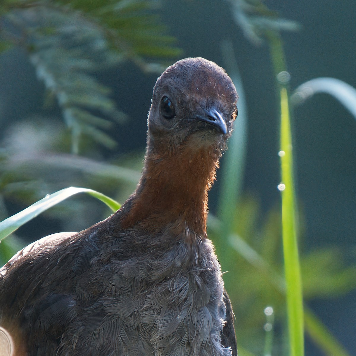 lyrochvost nádherný - ML647161976