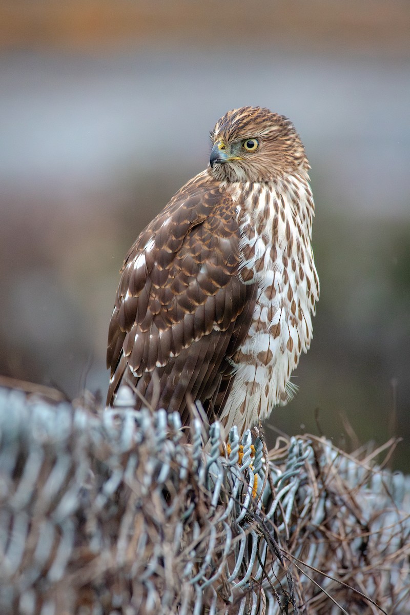 Gavilán de Cooper - ML647161979