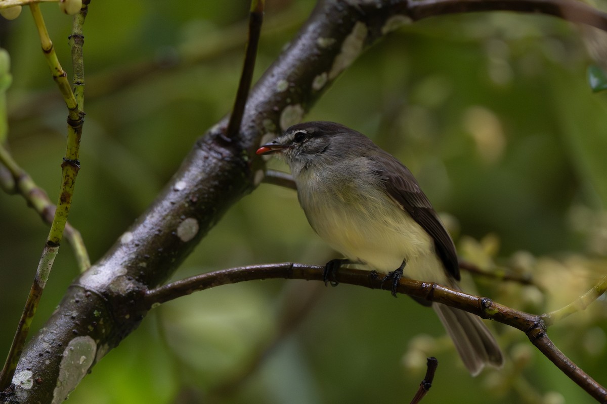 Mosquerito Silbón (Colombiano) - ML647161980