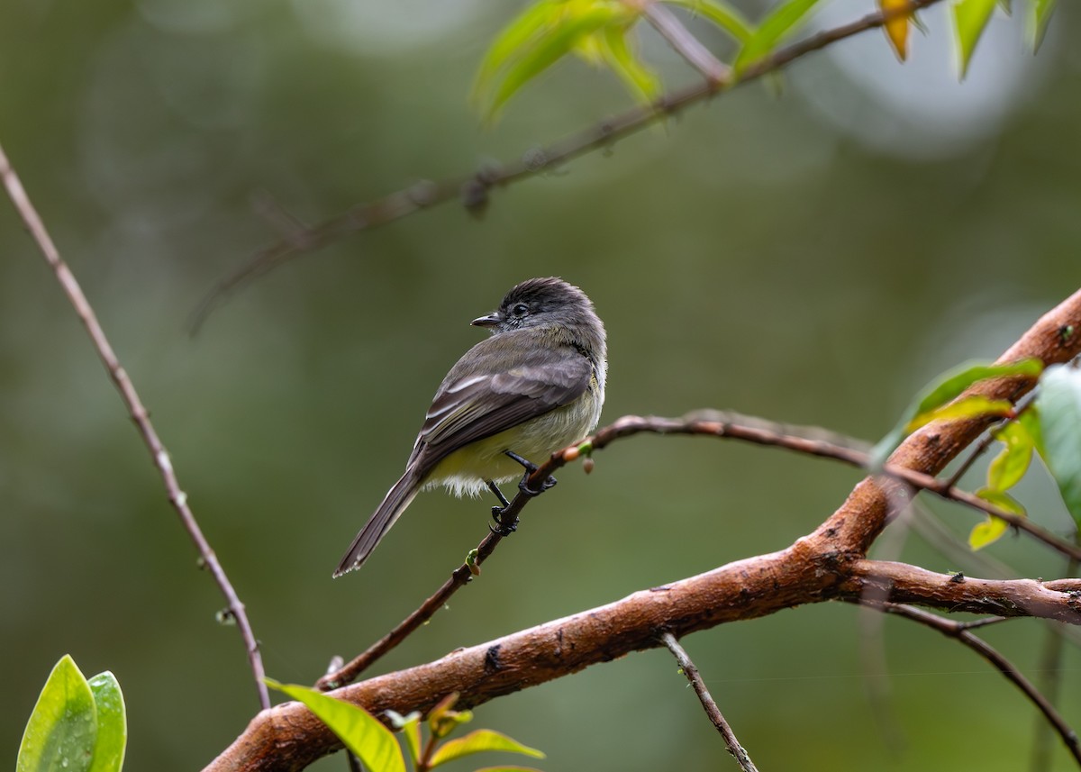 Mosquerito Silbón (Colombiano) - ML647161981