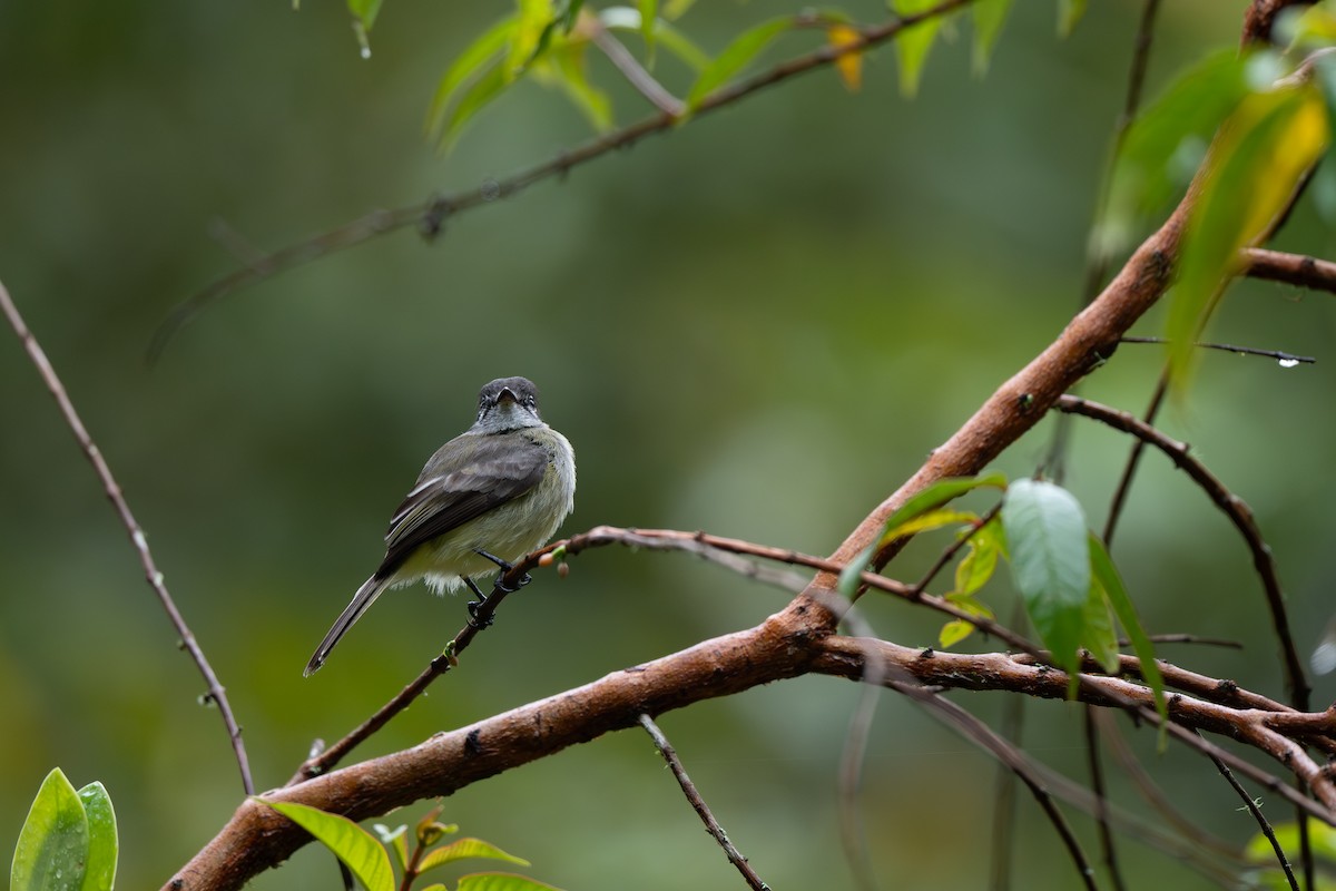 Mosquerito Silbón (Colombiano) - ML647161982