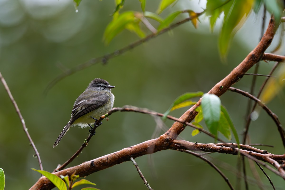 Mosquerito Silbón (Colombiano) - ML647161983