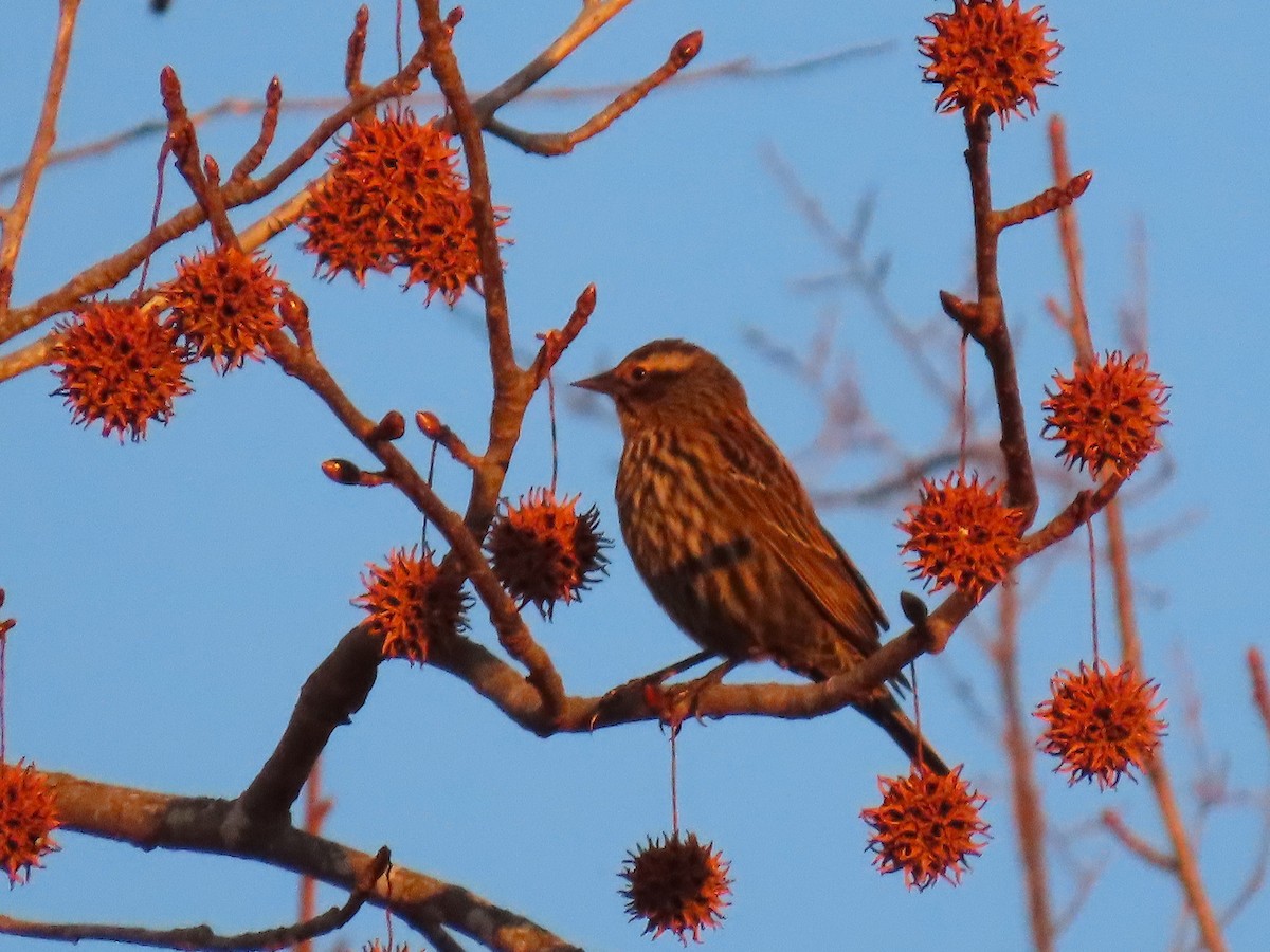 Sargento Alirrojo - ML647161985