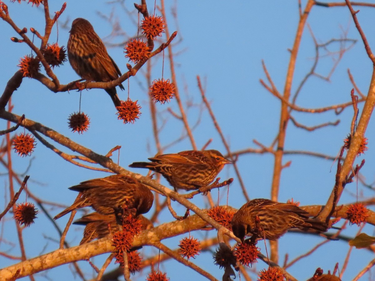 Sargento Alirrojo - ML647161987