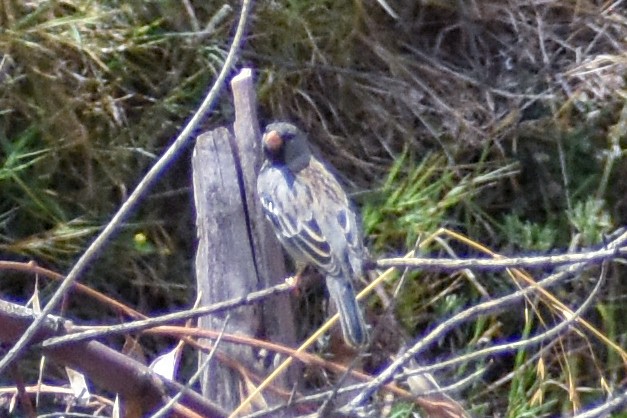 Colibrí Colilargo Mayor - ML647161988