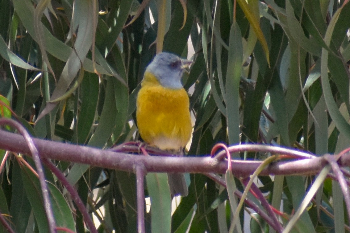 Colibrí Colilargo Mayor - ML647161989