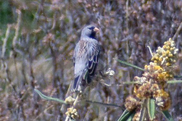Colibrí Colilargo Mayor - ML647161993