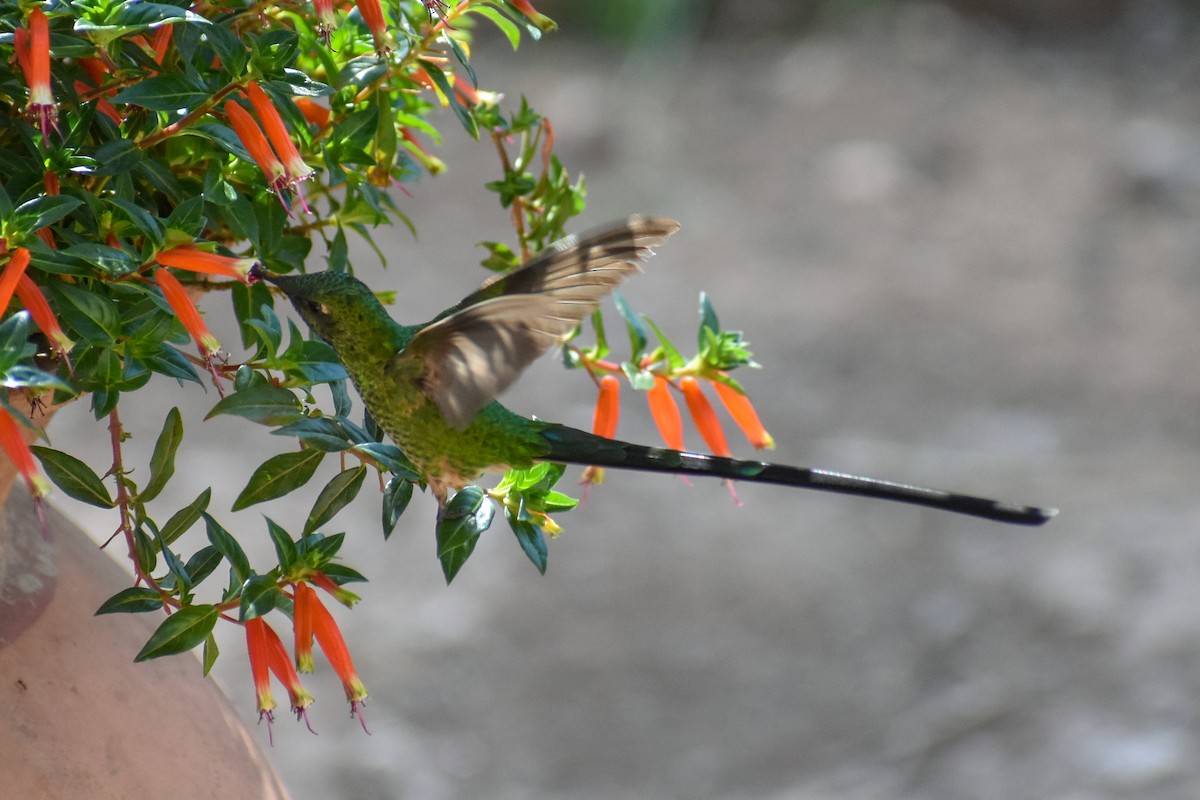 Colibrí Colilargo Mayor - ML647161994