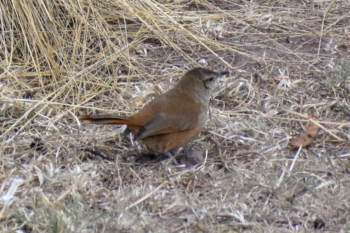 Colibrí Colilargo Mayor - ML647161996