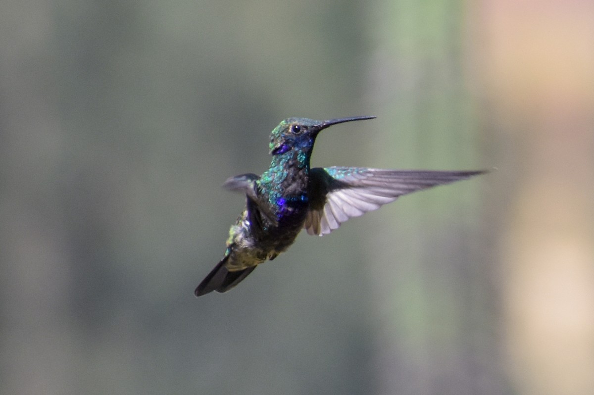 Colibrí Colilargo Mayor - ML647161997