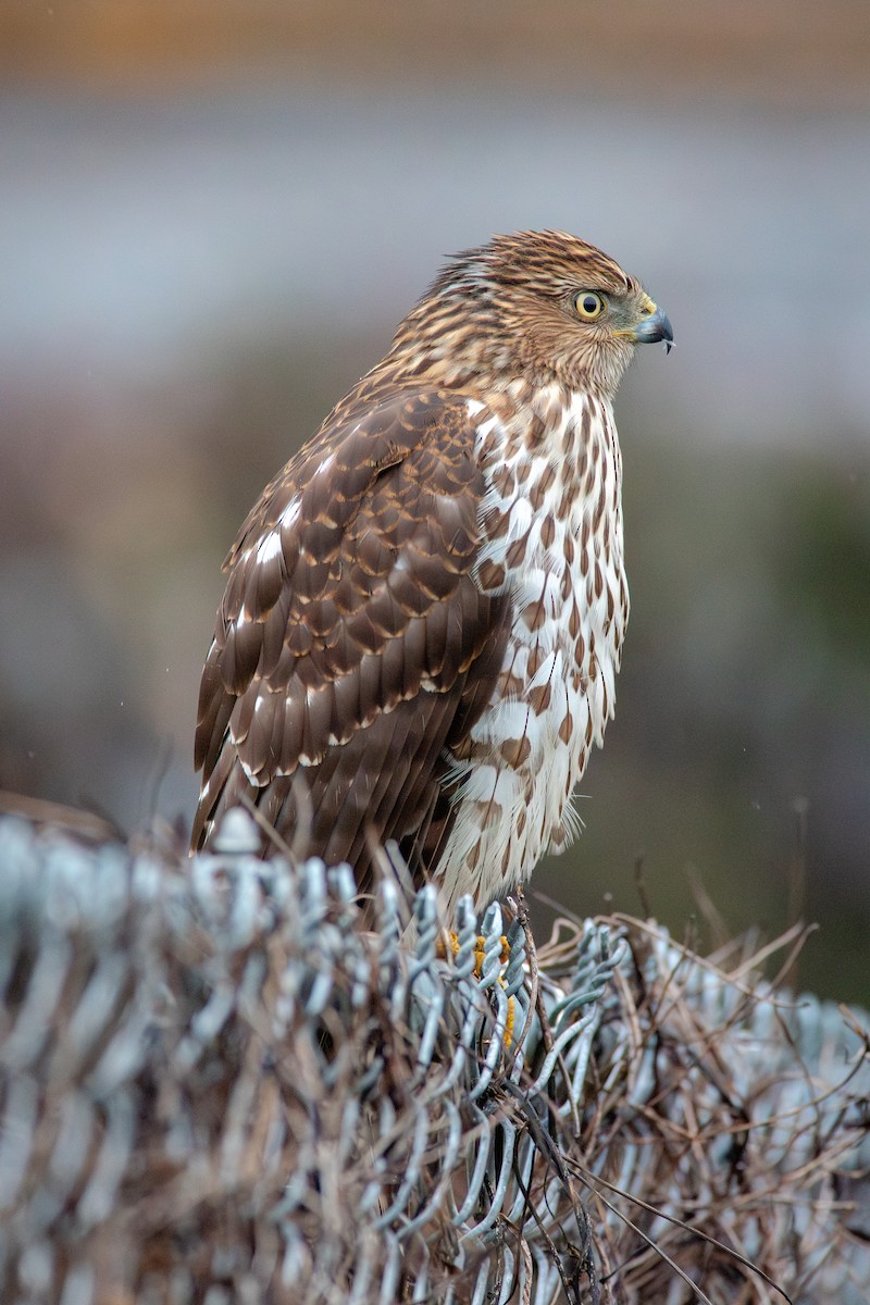 Яструб чорноголовий - ML647161998