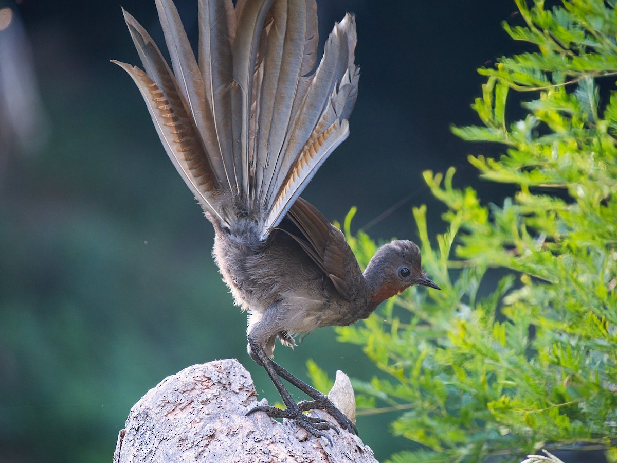 lyrochvost nádherný - ML647161999