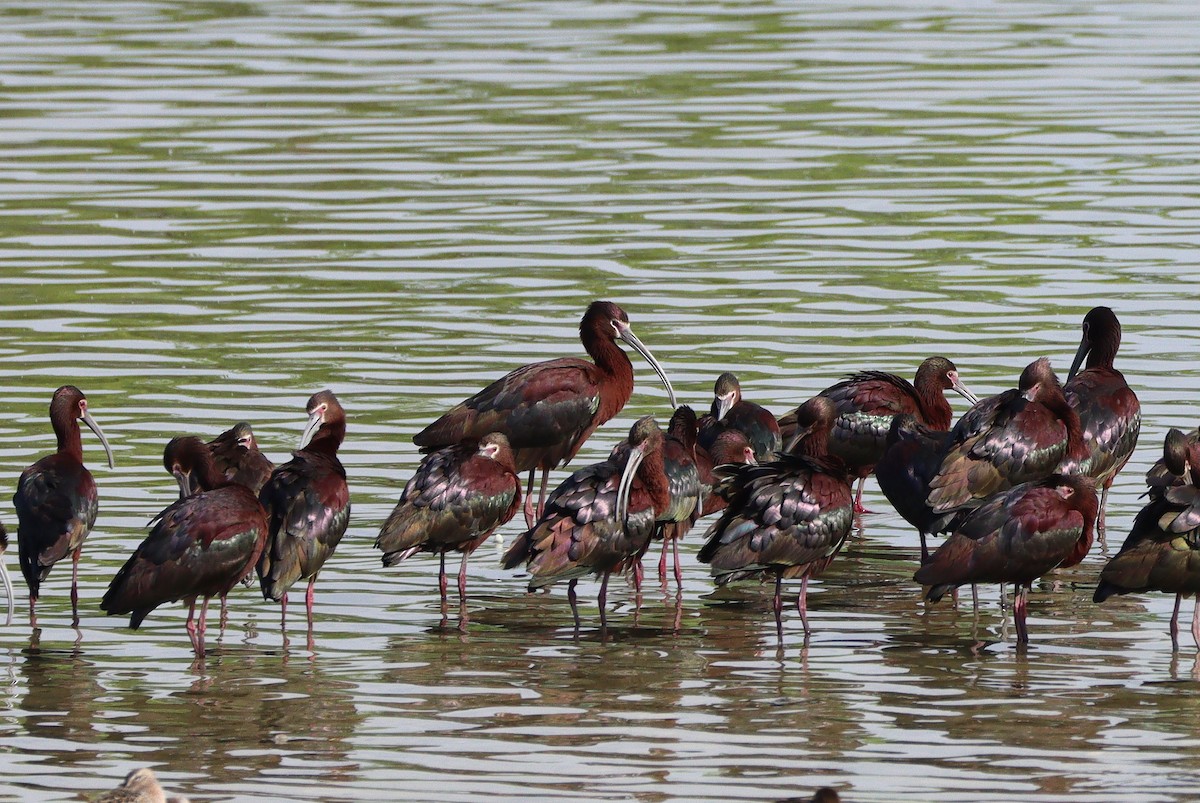 White-faced Ibis - ML647162001