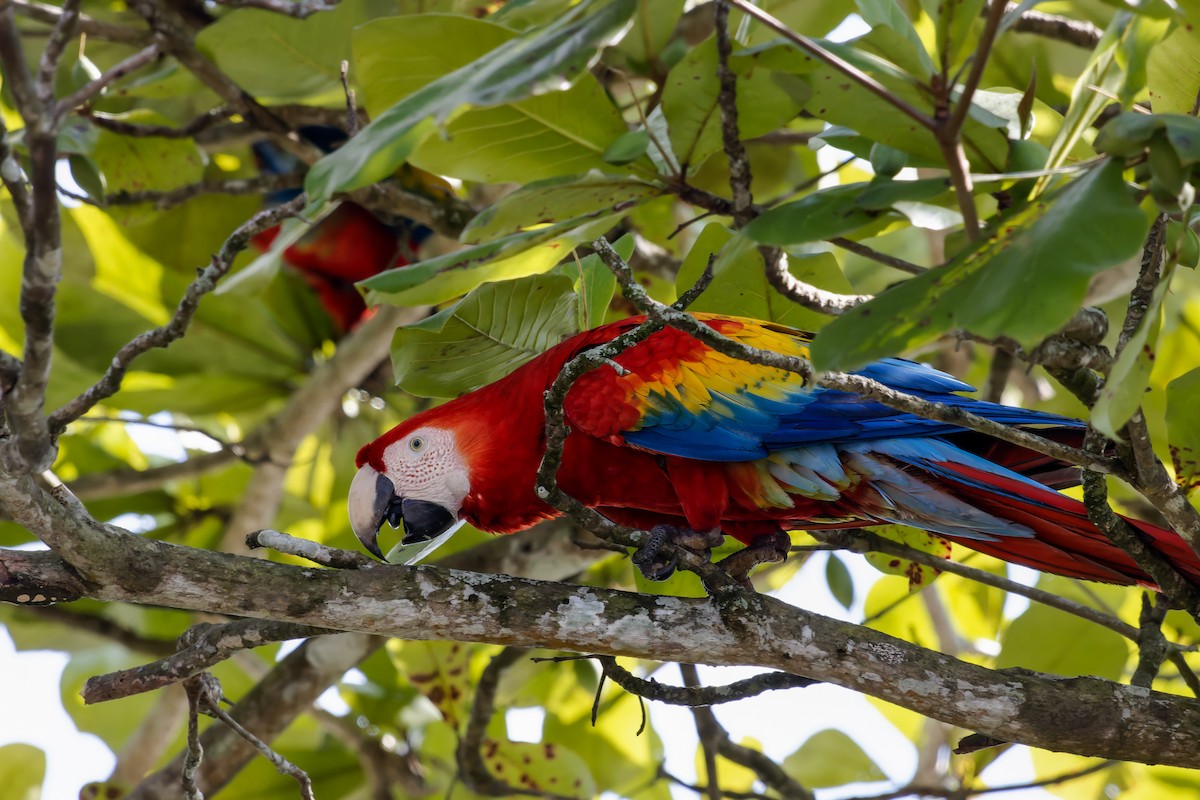 Guacamayo Macao - ML647162003