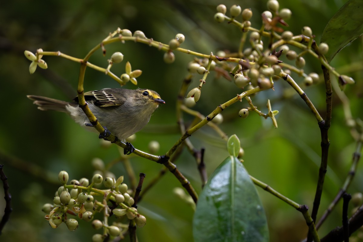 Mosquerito Caridorado (chrysops) - ML647162004