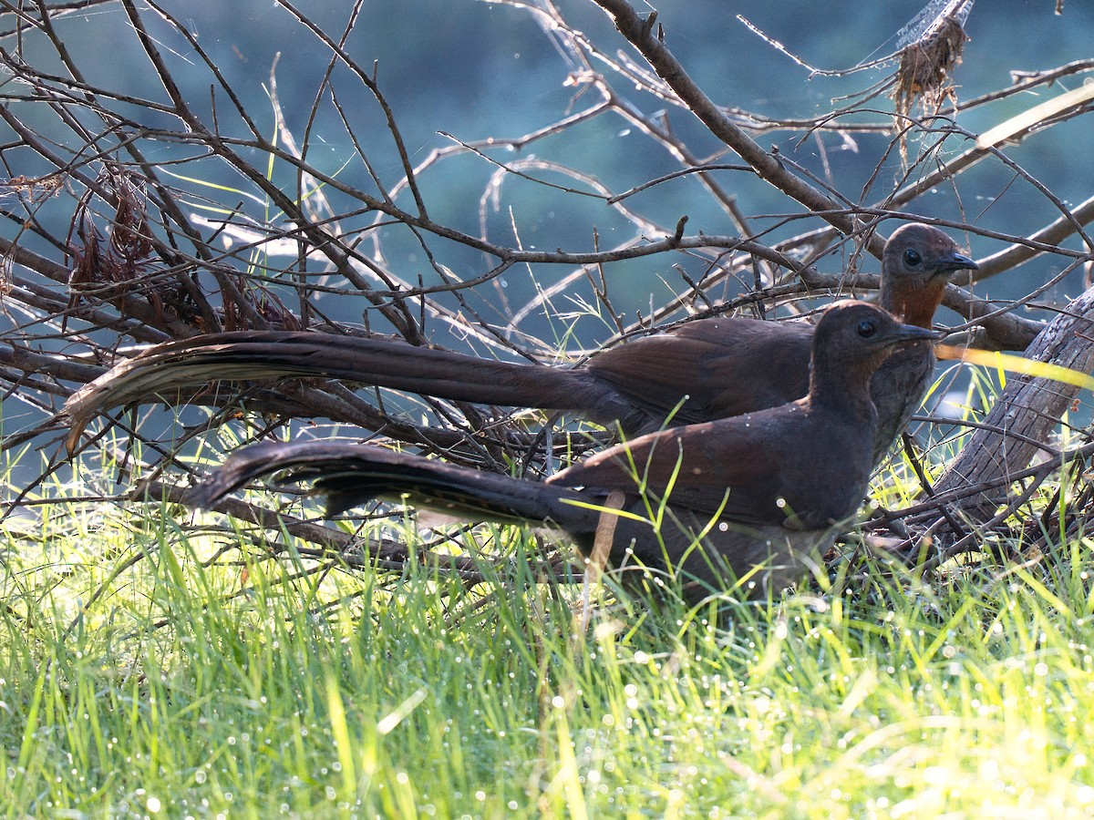 lyrochvost nádherný - ML647162005