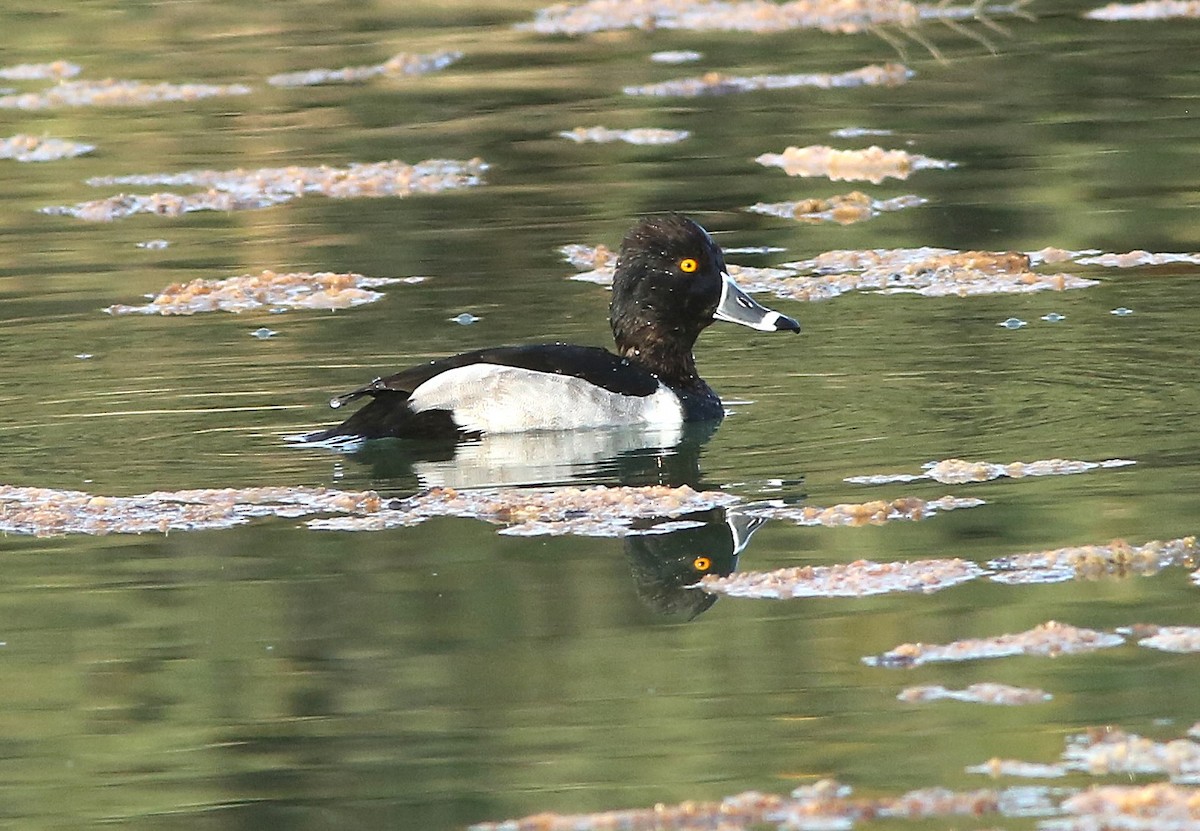 Porrón Acollarado - ML647162006