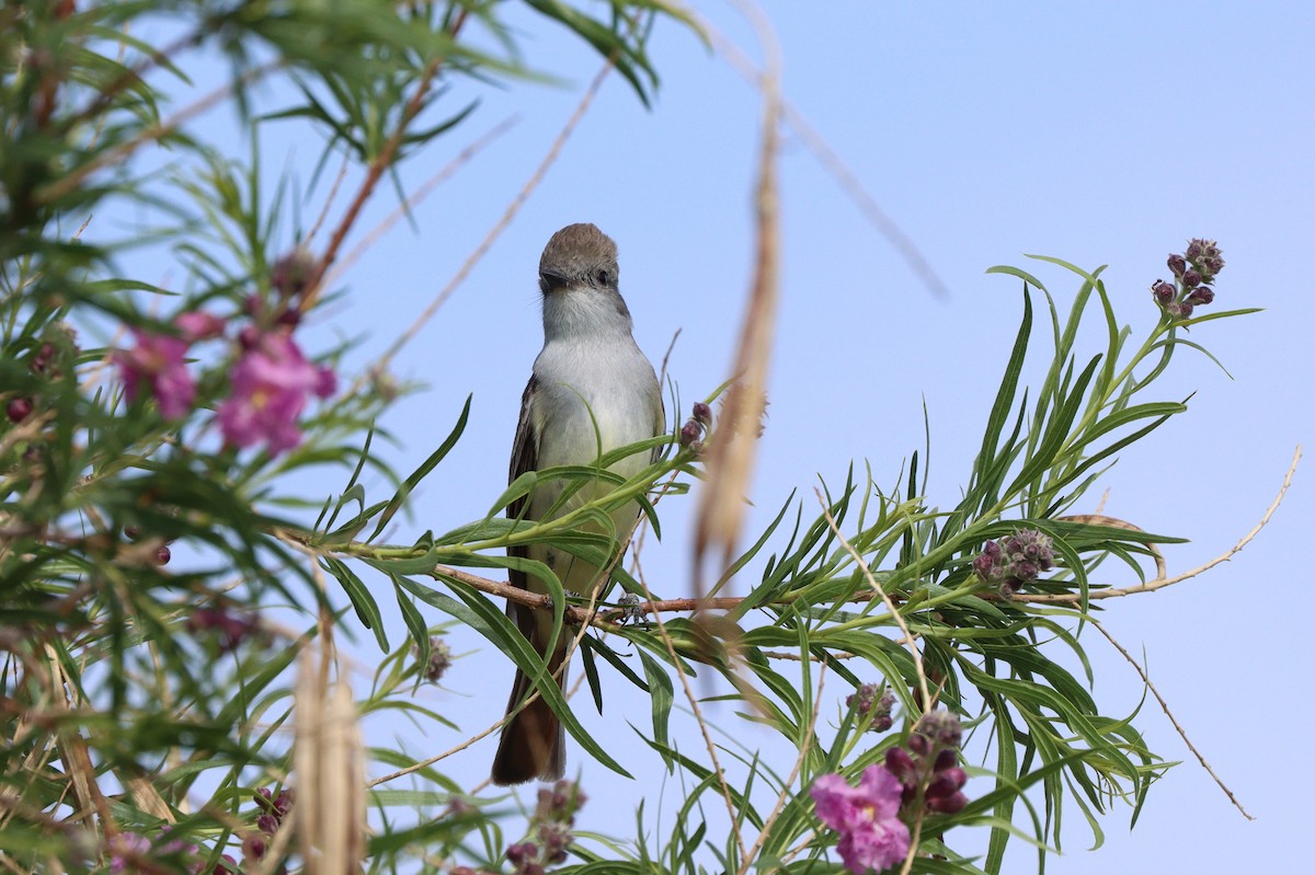 Kalifornienschopftyrann - ML647162007