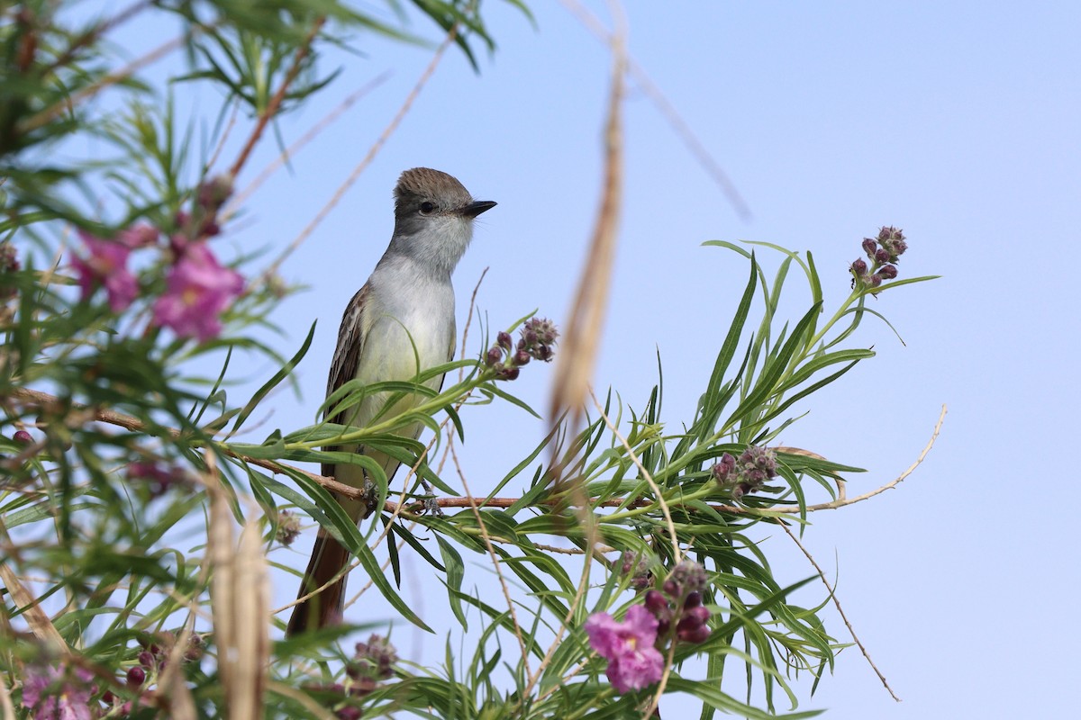 Kalifornienschopftyrann - ML647162008
