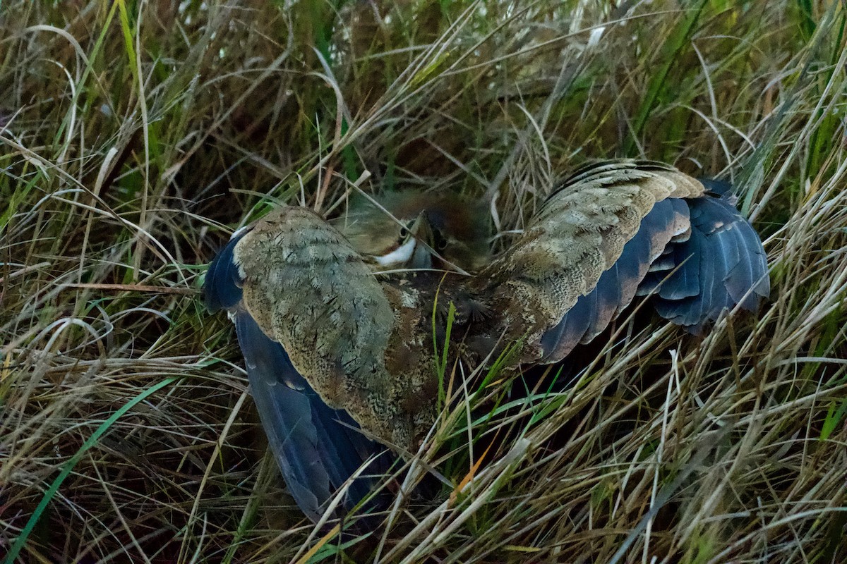 American Bittern - ML647162009