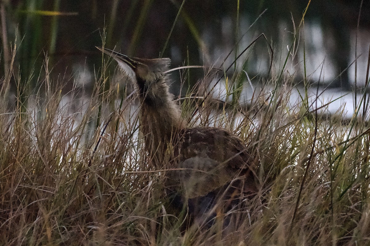 American Bittern - ML647162014