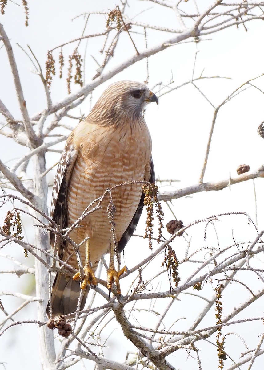 Red-shouldered Hawk (extimus) - ML647162016