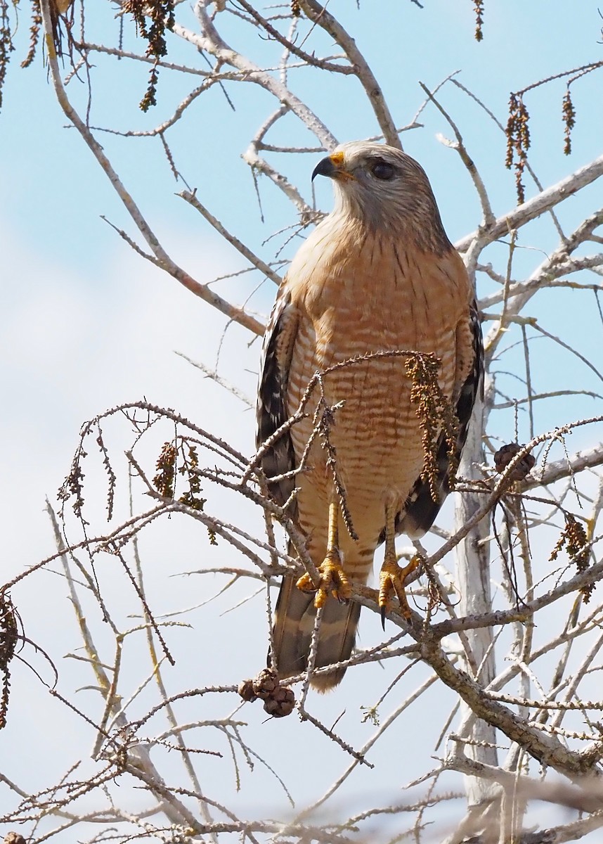 Red-shouldered Hawk (extimus) - ML647162017