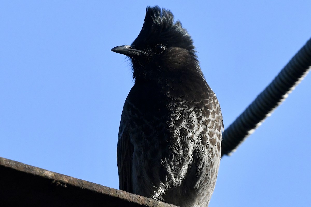 Bulbul Cafre - ML647162020