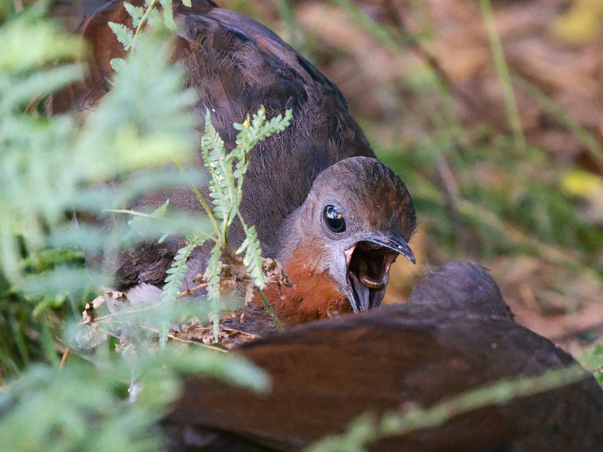 lyrochvost nádherný - ML647162021