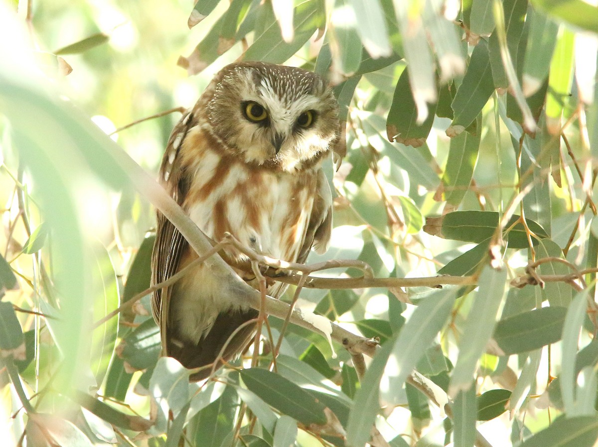 Northern Saw-whet Owl - ML647162022
