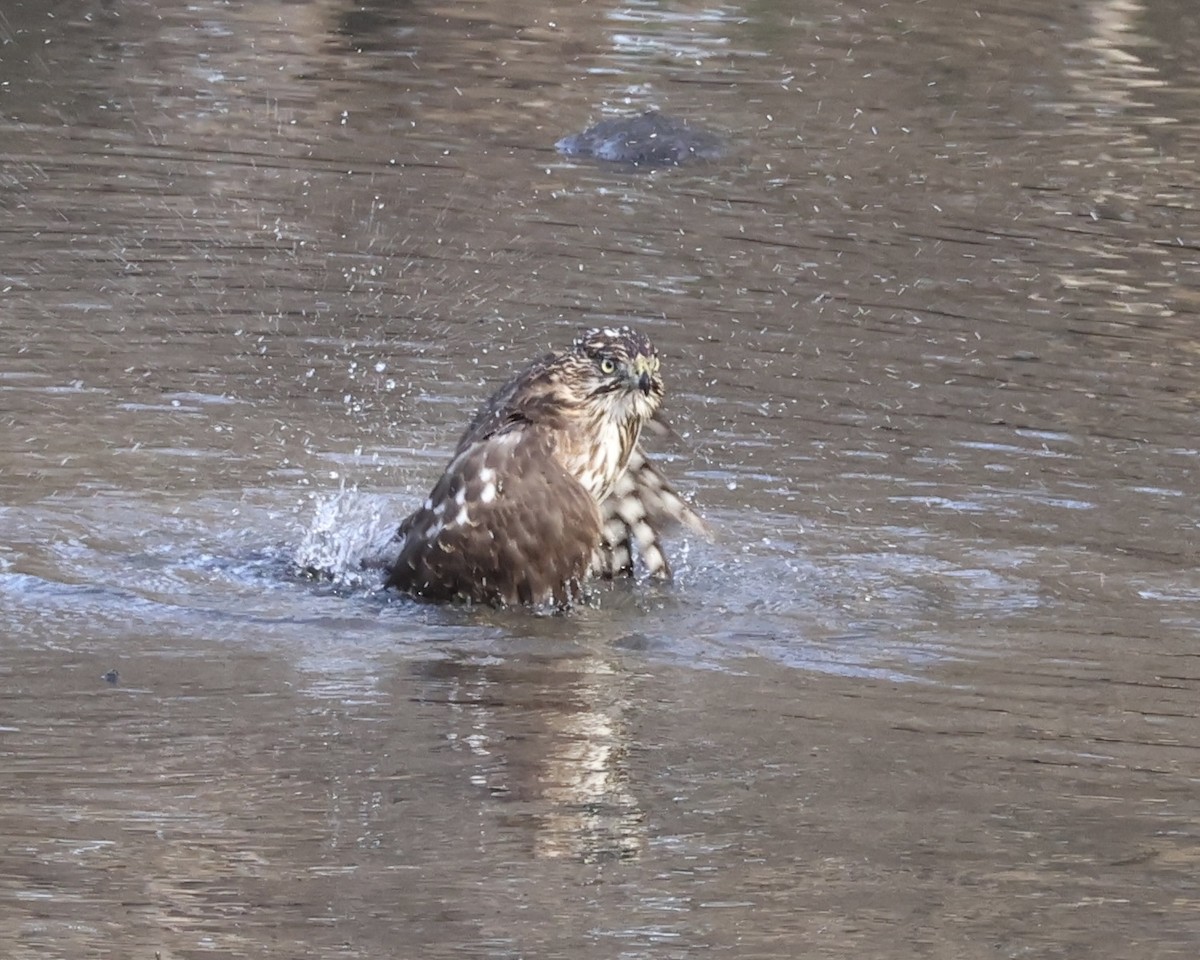 Cooper's Hawk - ML647162023