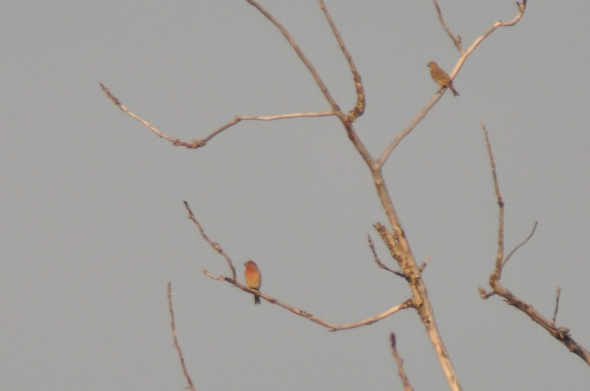 Camachuelo Mexicano - ML647162024