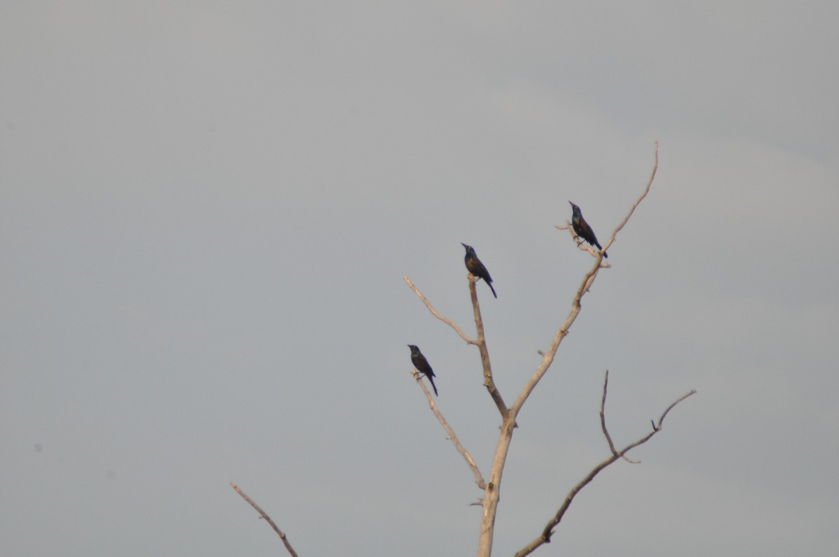 Пурпурный гракл - ML647162028