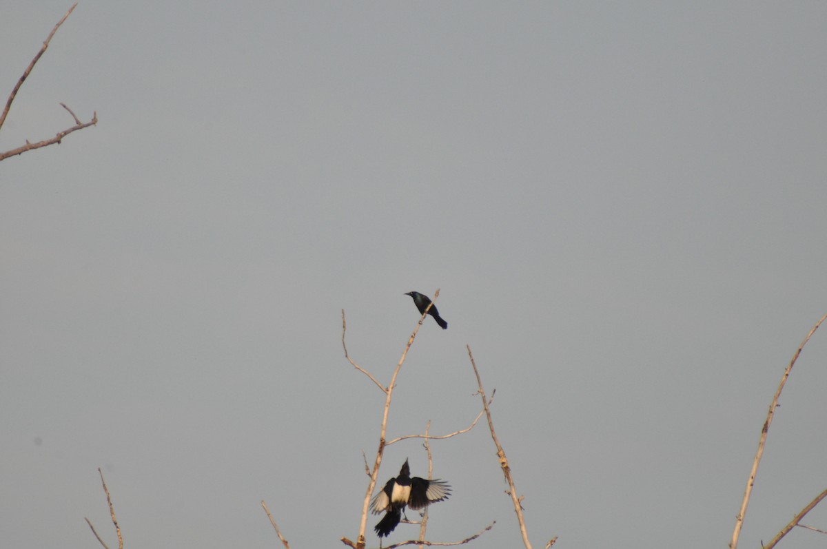 Пурпурный гракл - ML647162029