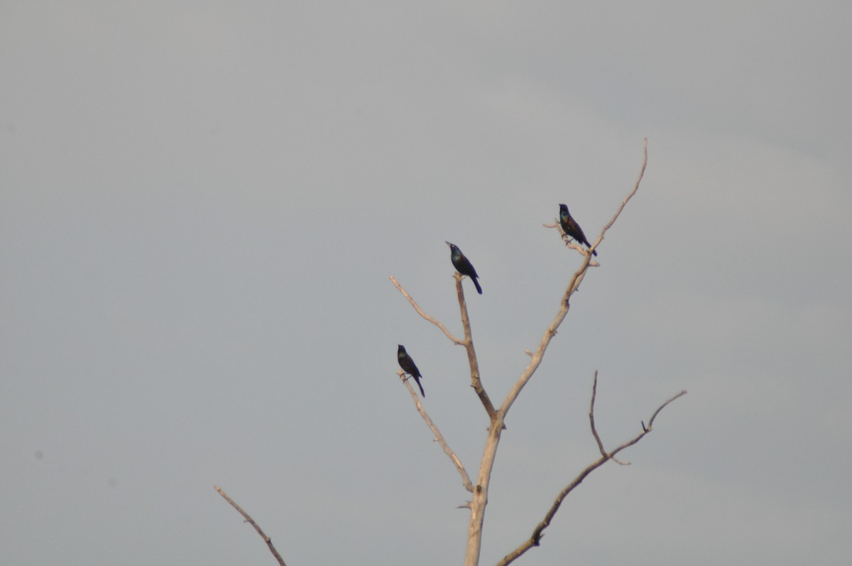 Пурпурный гракл - ML647162030