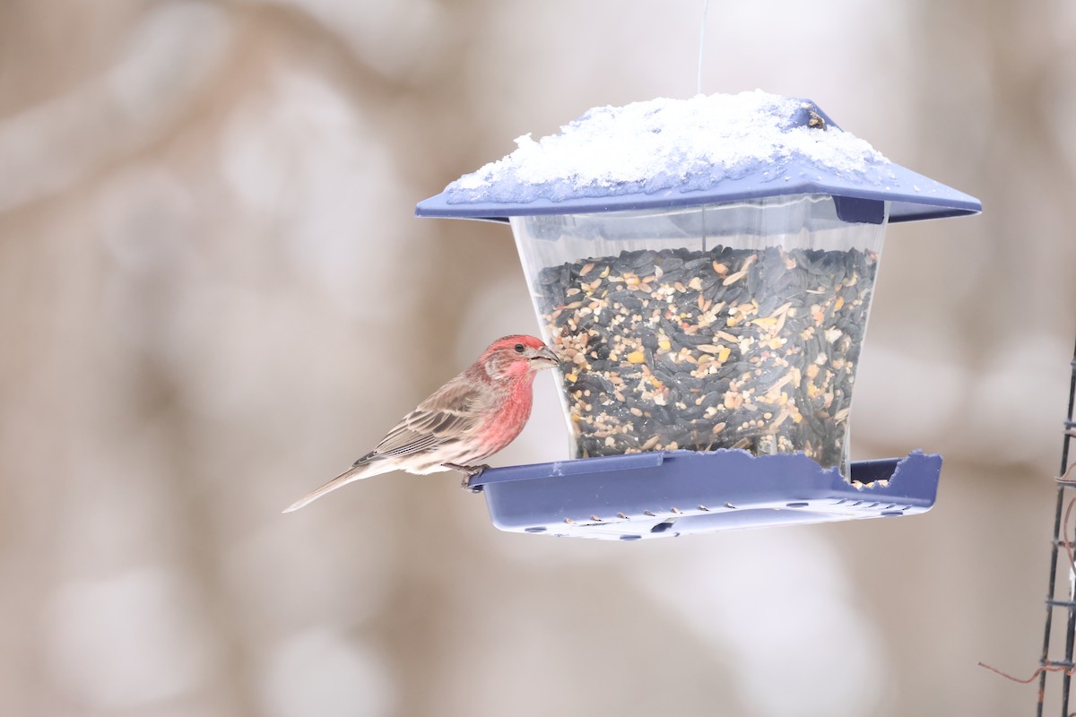 House Finch - ML647162031