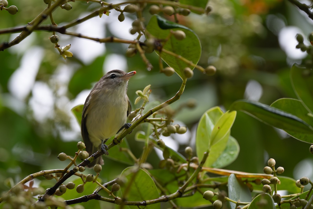 Brown-capped Vireo - ML647162032