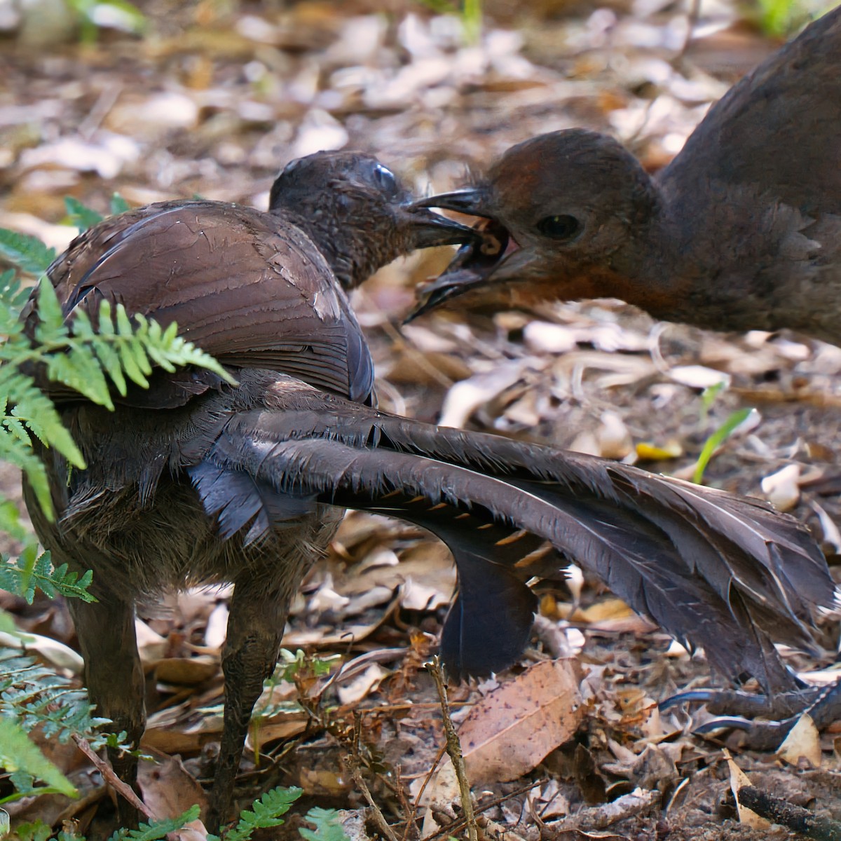 lyrochvost nádherný - ML647162033