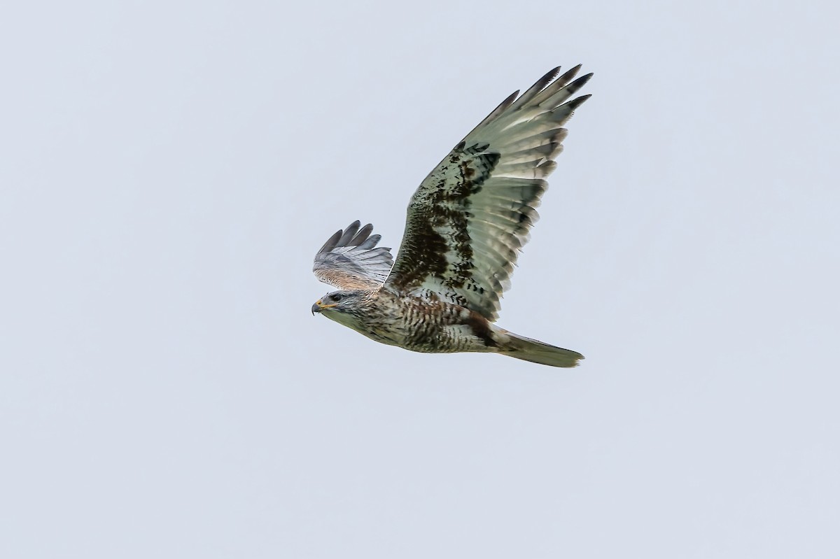 Ferruginous Hawk - ML647162038