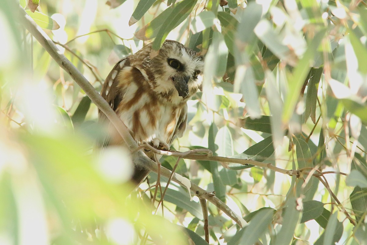 Northern Saw-whet Owl - ML647162039