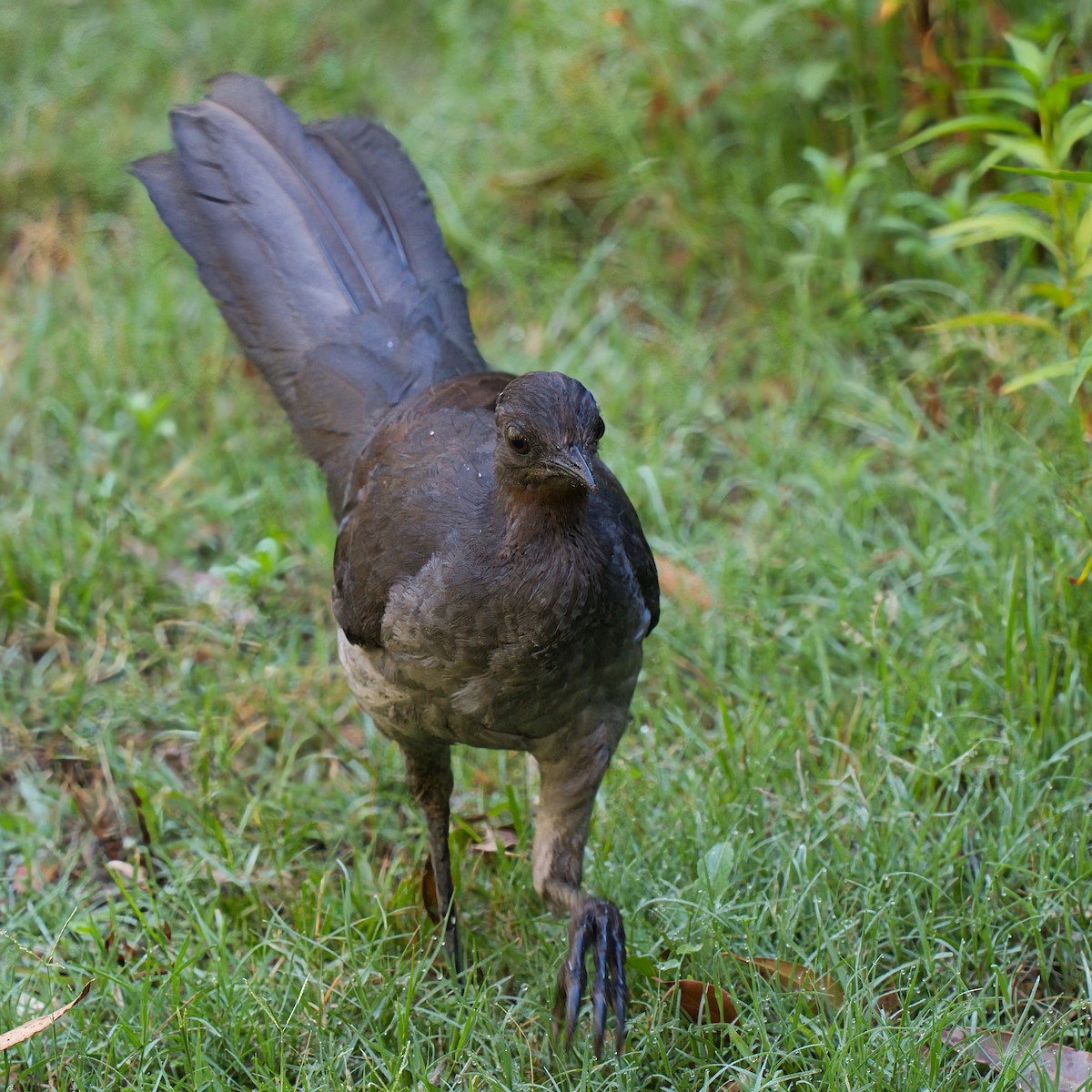 lyrochvost nádherný - ML647162047