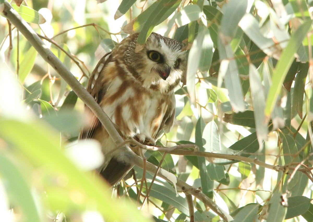Northern Saw-whet Owl - ML647162048